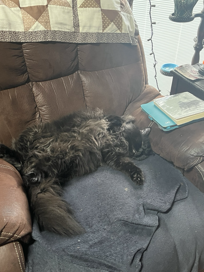 Black long haired cat laying on his back exposing his belly of semi curly fur on a brown chair with a blue blanket covering the seat for maximum fur baby comfort.