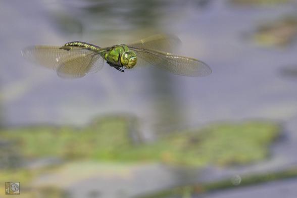 A green dragonfly flitting around about 1ft from the river surface