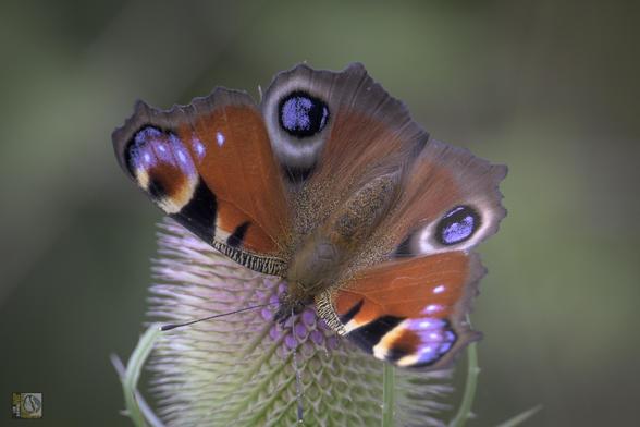 One of the UK's larger butterflies, Has orange wings with 2 colourful eye shared markings on each wing