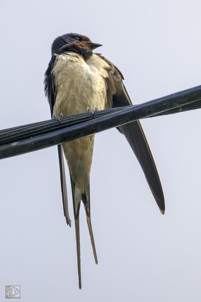 small swallow perched on a power line