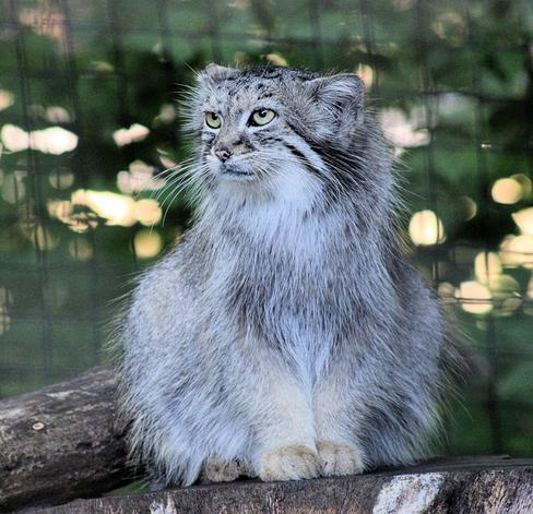 Pallas's cat Akar is standing on a wooden platform with her head turned slightly to the right.