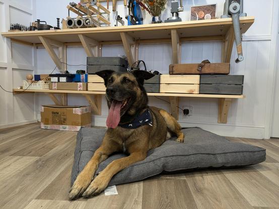 A large dog, Malinois/GSD cross, lying upright on a plump grey dog bed on a wood effect floor. Behind the dog are shelves on which can be seen various paraphernalia for jewellery making.