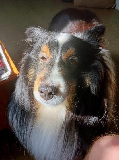 Slightly squinty tricolor Shetland sheepdog with sun in his face staring intently into the camera