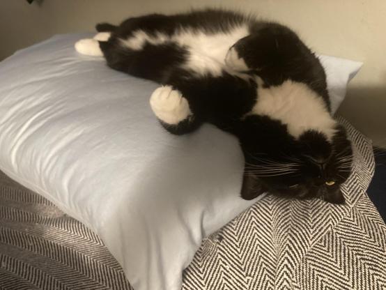 a black and white cat lays on its back on a pillow