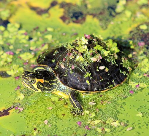 Close up picture of tiny turtle sitting on top of an algae covered pond. There are bits of algae on its shell.