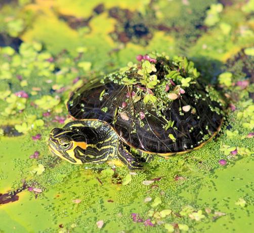 Close up picture of tiny turtle sitting on top of an algae covered pond. There are bits of algae on its shell.