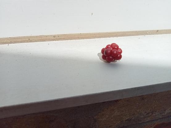 A completely red and unripe blackberry