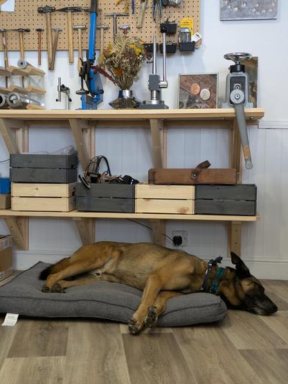 A large Malinois/GSD dog is flat out on a plump grey bed. Behind him are shelves full of items associated with jewellery making.
