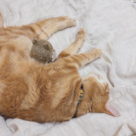 ベージュとオレンジのしま模様の猫、首にリボンを巻いたこげ茶色のテディベアが写っている