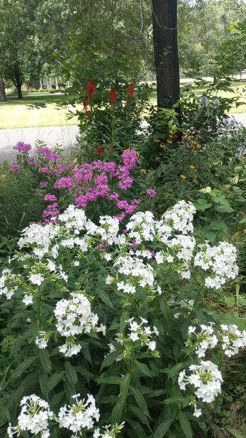 White phlox takes up rhe lower half of the screen. Pink phlox is the next most prominent.