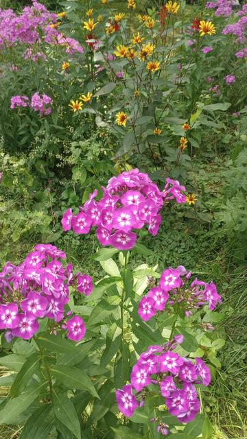 Pink phlox with whitish centers. False sunflower behind.