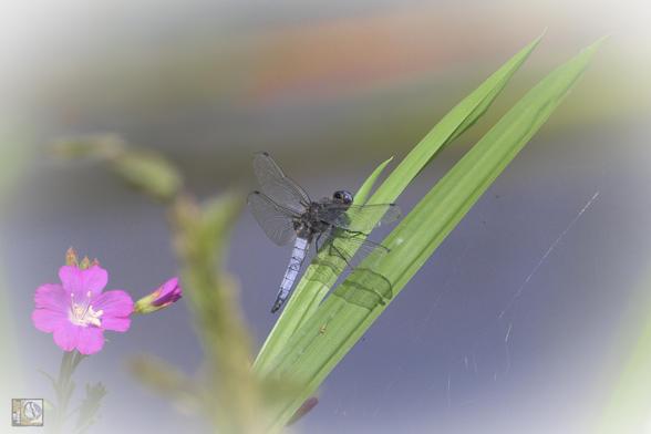 a blue dragonfly with a black tip on the tail