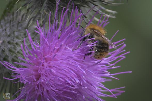 a pollinator on a purple thistle