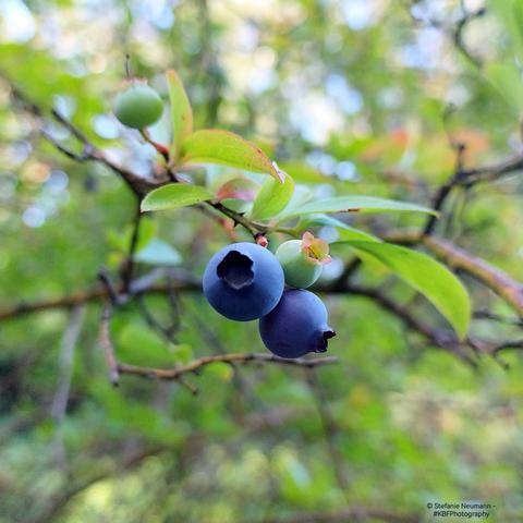 A maturing green huckleberry between two ripe blue ones on a branch.
