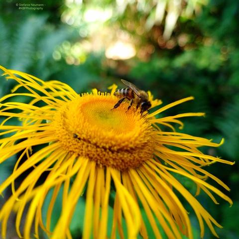 A bee on a yellow Telekia speciosa flower.