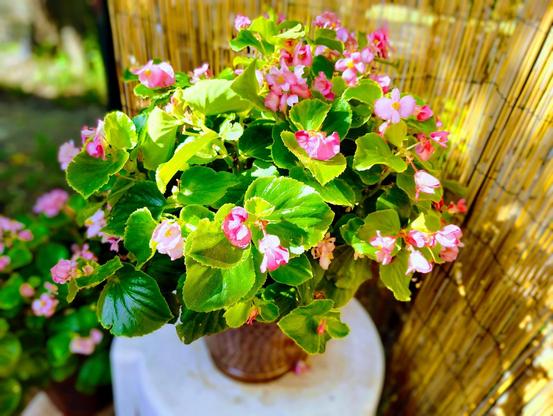 A container of begonias with various bright greens and Kelly greens for the leaves, the flowers are light pink, with yellow centers. It appears vigorously healthy, with no brown spots. Behind it is a yellowish, vertical reed fence.