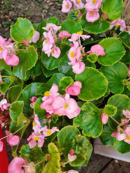 A container of begonias with various bright greens and Kelly greens for the leaves, the flowers are light pink, with yellow centers. It appears vigorously healthy, with no brown spots. Behind it is a yellowish, vertical reed fence.