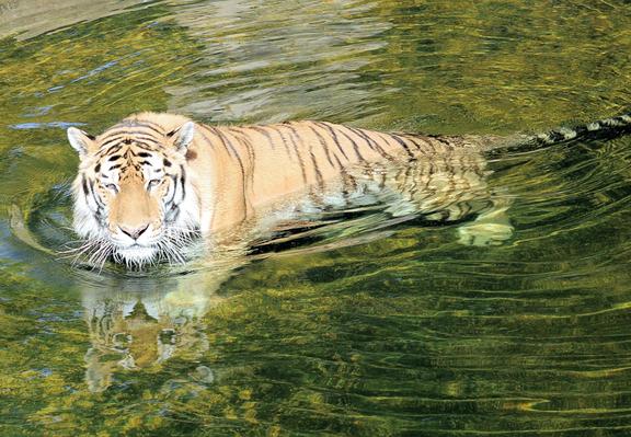 Amur tiger Métis takes a swim in his moat.