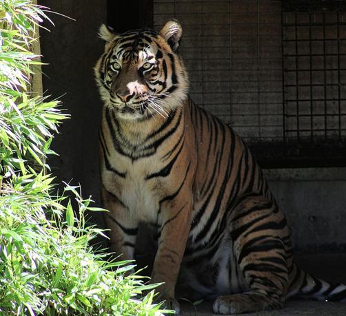 Sumatran tiger Damai is standing in her outdoor shelter looking out.