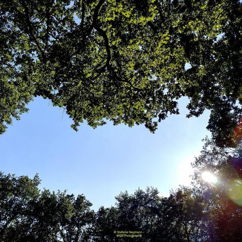 A sunny blue sky between verdant tree canopies.