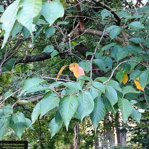 First yellow and orange leaves in the canopy of a prunis tree.