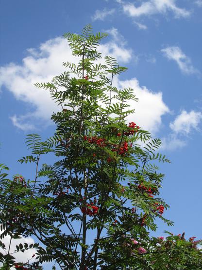 Crown of a rowan tree (Sorbus aucuparia) in summer with green leaves and vibrant red berries in clusters throughout, against a blue sky with fluffy cumulus clouds.
