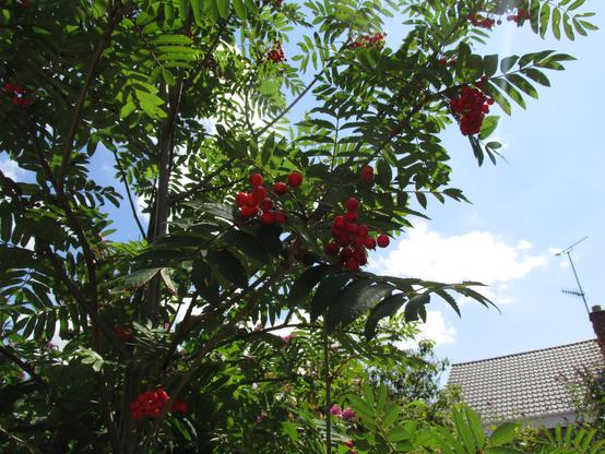 Rowan leaves and berries against a blue sky with part of a house roof visible to the right.
