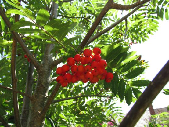 A clump of rowan berries up close, showing their intense red colour.