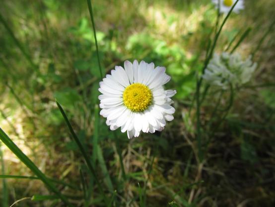 Common daisy (Bellis perennis) flower in a garden lawn.