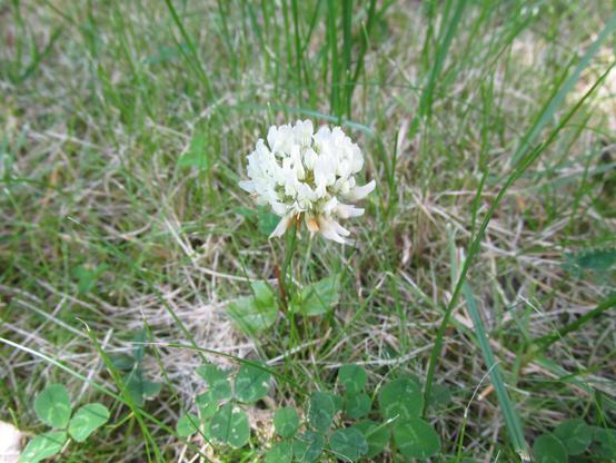 White clover (Trifolium repens) flower in a garden lawn.