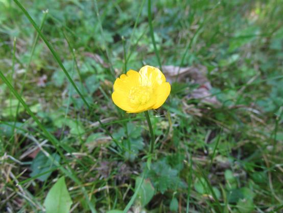 Creeping buttercup (Ranunculus repens) flower in a garden lawn.