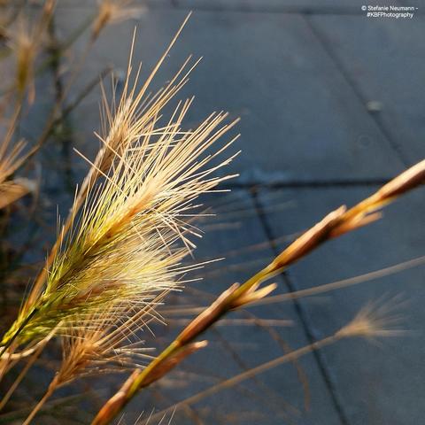 Macro of backlit, drying grass flowers by the wayside.