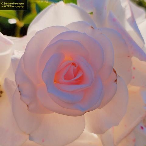 Close-up of a backlit, light-pink rose flower.