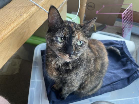 A tortie cat named Maggie, admittedly my favorite, now comes up and brushes against me - as if she's petting.  Just melted my heart.