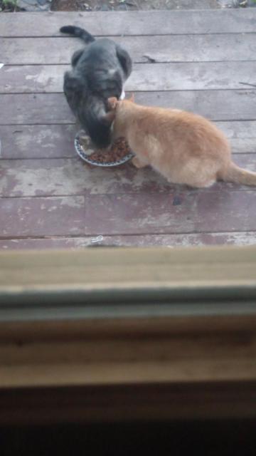 Orange tabby, silver tabby eating chilled cat food on the front porch off of a small plate. It's around 8:30, and still in the upper 70's with high humidity.