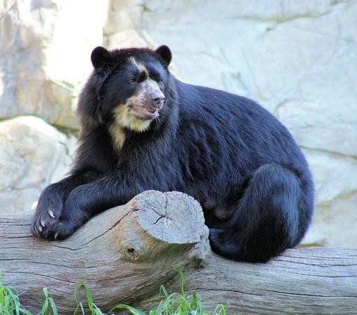 Andean bear Brienne is sitting on a log with her front paws crossed in front of her. Her mouth is open slightly and her tongue is peeking out.