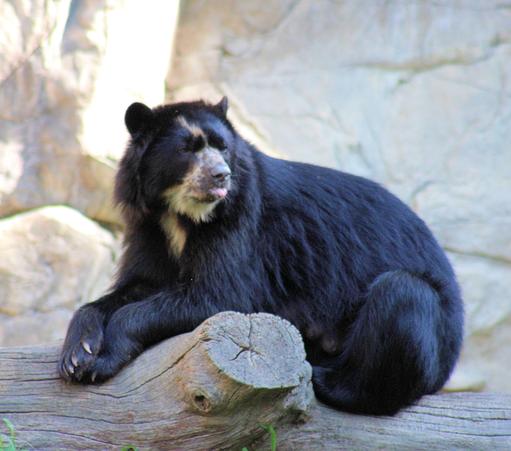 Andean bear Brienne is sitting on a log with her front paws crossed in front of her. She is sticking out her tongue.