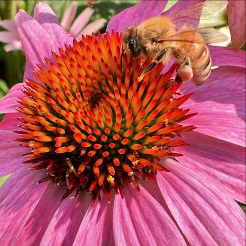 A pink bloom of a coneflower with a bee exploring its orange colored stamens.