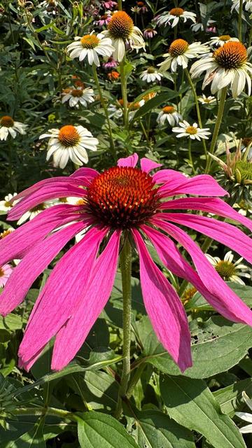 A tall pink coneflower stands in front of a bed of white ones.