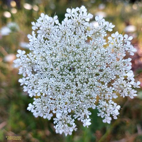 An umbel of white Queen Anne's lace flowers with a dark red flower in the centre.