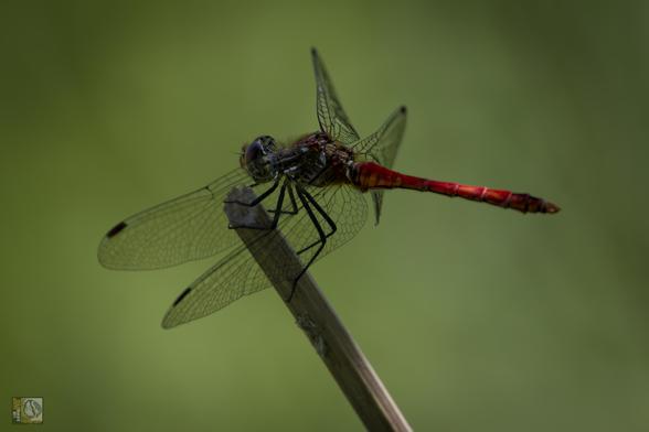 a blood red dragonfly
