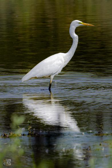 A Large Heron that is white in colour