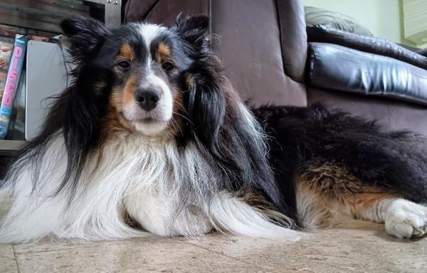 Tricolor Shetland sheepdog laying partially on his side with head up and hair flowing looking slightly down at camera on the floor in front of him
