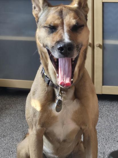 Reddish tannish dog sitting on a tan carpet caught mid yawn.