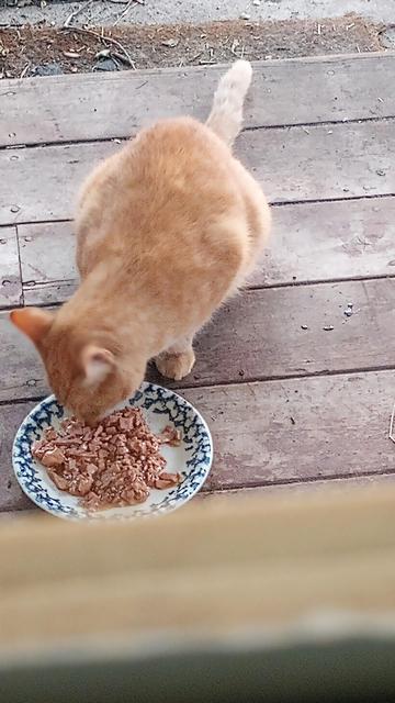 A little orange cat eating cold canned cat food.