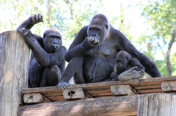 From left to right, Western lowland gorillas Moke, Calaya, and Zahra are sitting atop their wooden platform in various poses.