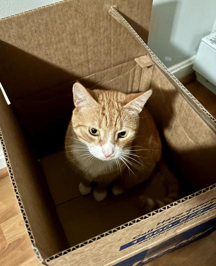 Orange tabby Ziggy is standing inside a cardboard box looking very pleased with himself.