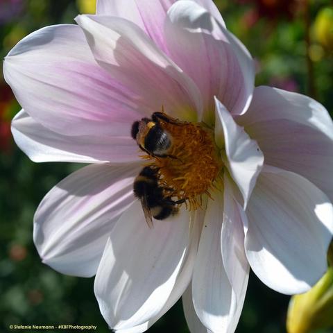 A dahlia flower with petals in shades of white and pink. Two Bombus lucorum are collecting pollen on the yellow stamen. 
