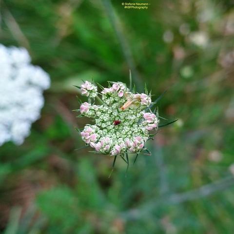 An opening umbel of white Queen Anne's lace.