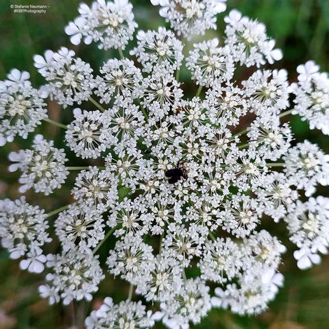 An umbel of white Queen Anne's lace.